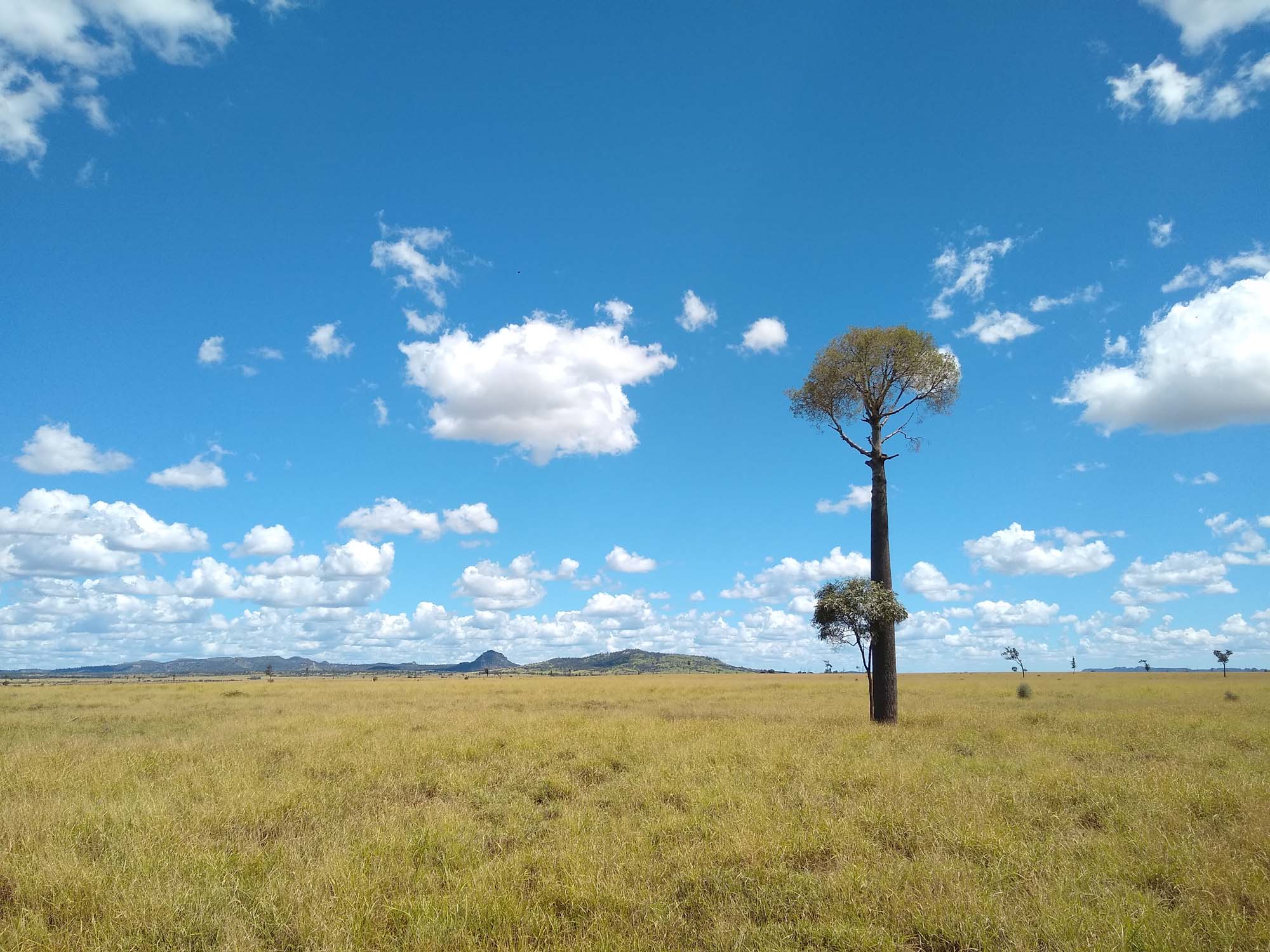 Ecoacoustic landscape with wildlife sounds