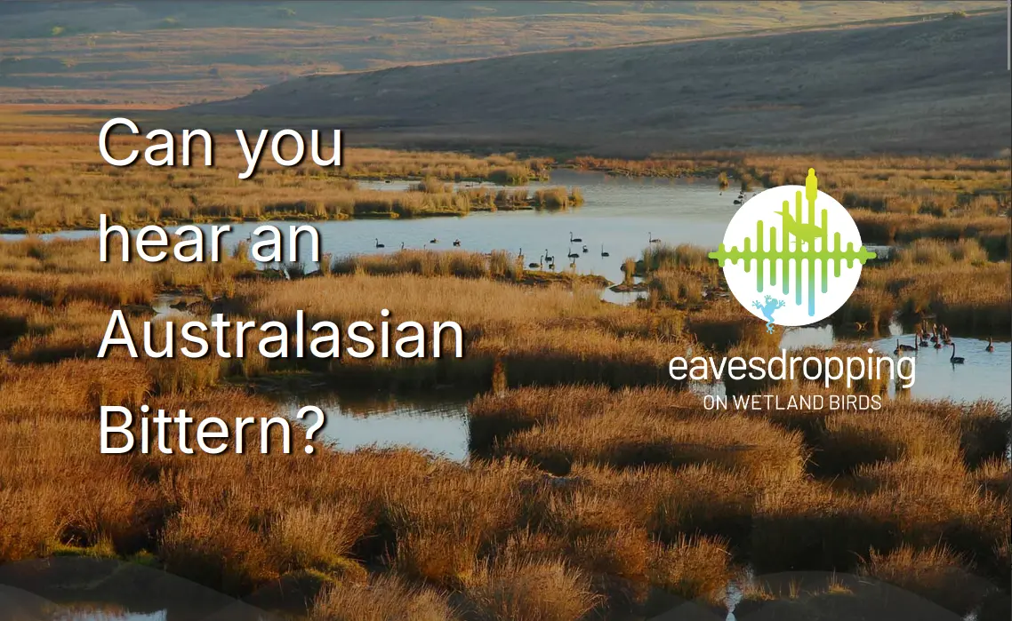 Screenshot of the Can you hear an Australasian Bittern website